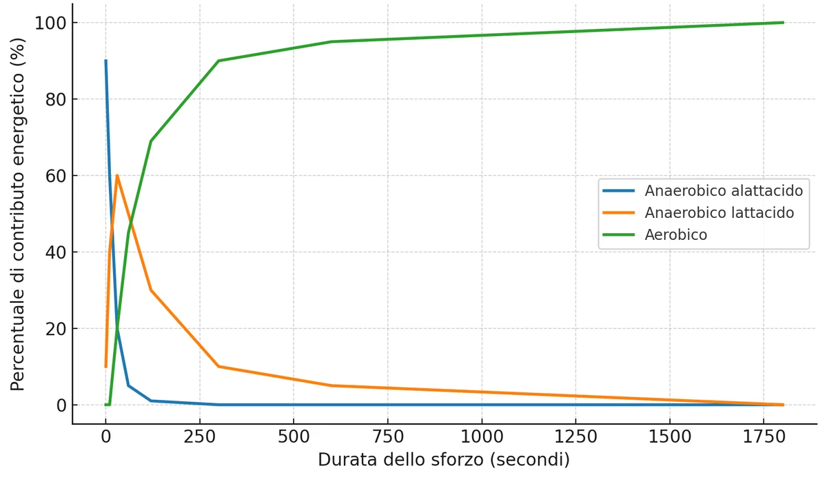 Contributo dei sistemi energetici in base alla durata dello sforzo